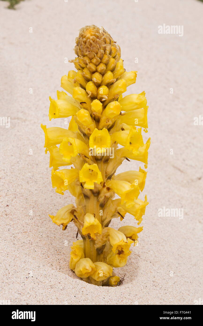Cistanche amarillo, un parásito miembro de la familia, Cistanche phelypaea broomrape, sobre dunas de arena. Parasitarias de Chenopodiaceae. L Foto de stock