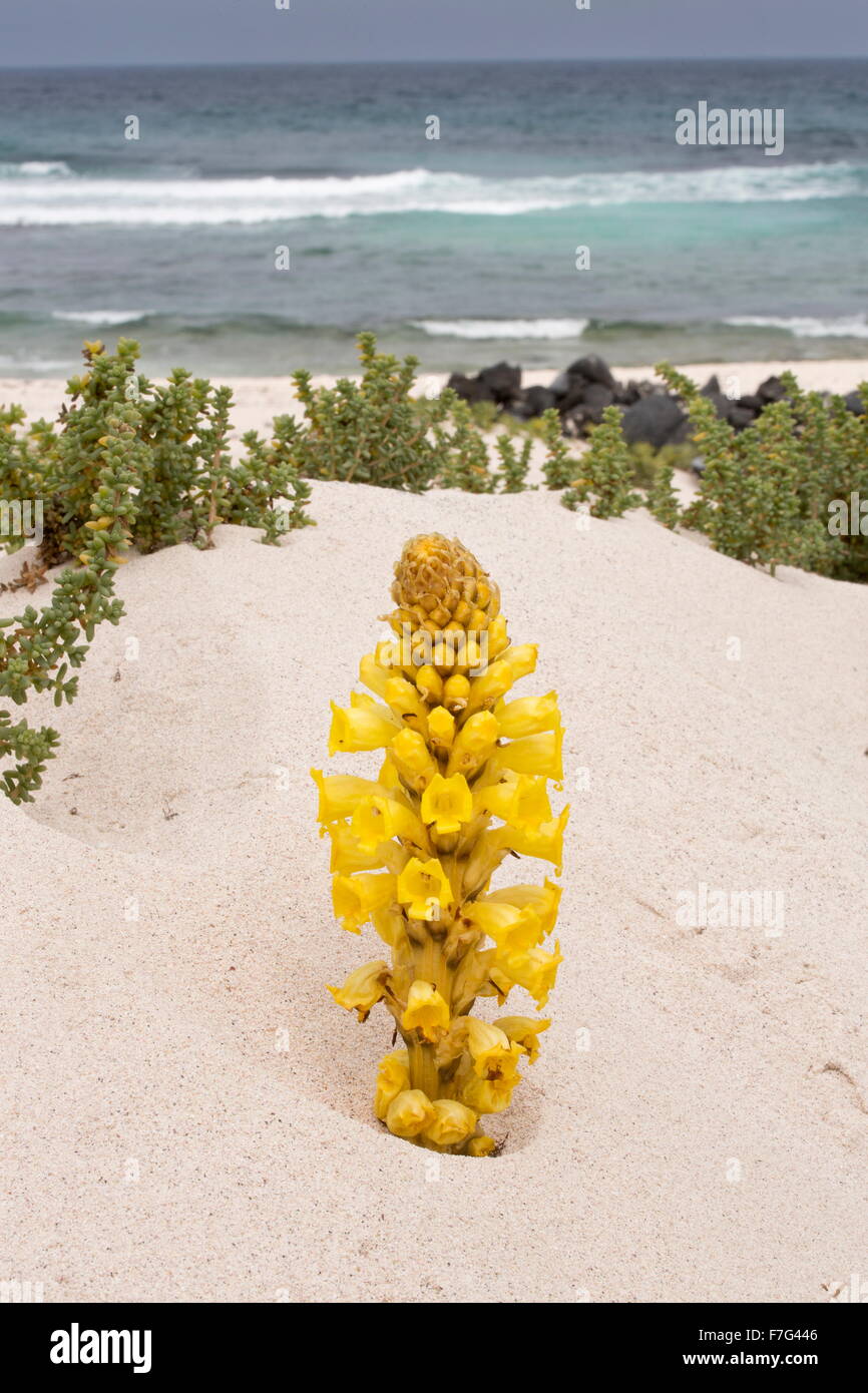 Cistanche amarillo, un parásito miembro de la familia, Cistanche phelypaea broomrape, sobre dunas de arena. Parasitarias de Chenopodiaceae. L Foto de stock