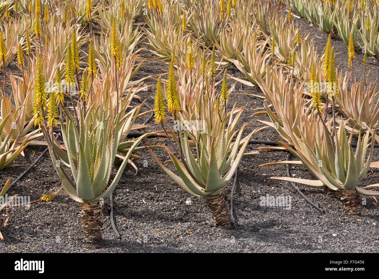 True Aloe, Aloe vera o Aloe barbadensis en cultivo en ceniza en granja  cerca de Orzola, Lanzarote Fotografía de stock - Alamy