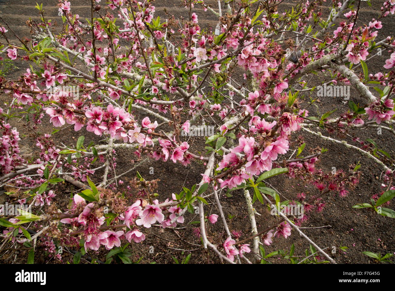 árbol enano de durazno fotografías e imágenes de alta resolución - Alamy