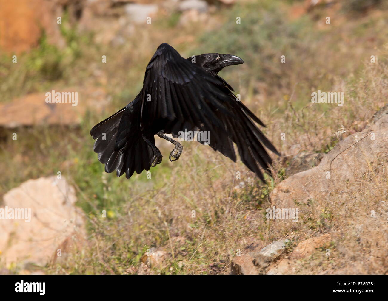 Canarias/subespecies del norte de África de Raven, Corvus corax tingitanus, en vuelo; Fuerteventura Foto de stock