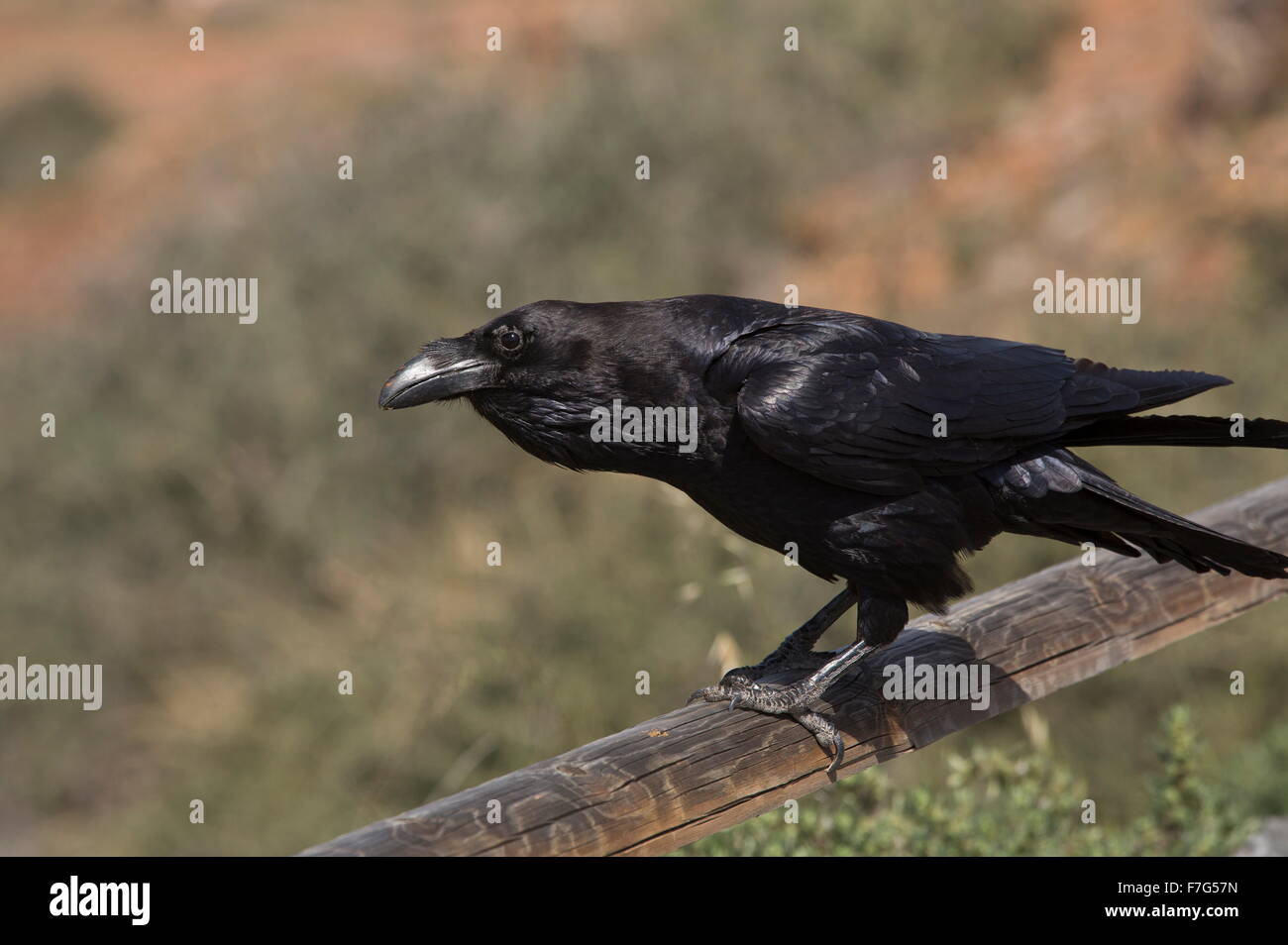 Canarias/subespecies del norte de África de Raven, Corvus corax tingitanus, Fuerteventura Foto de stock