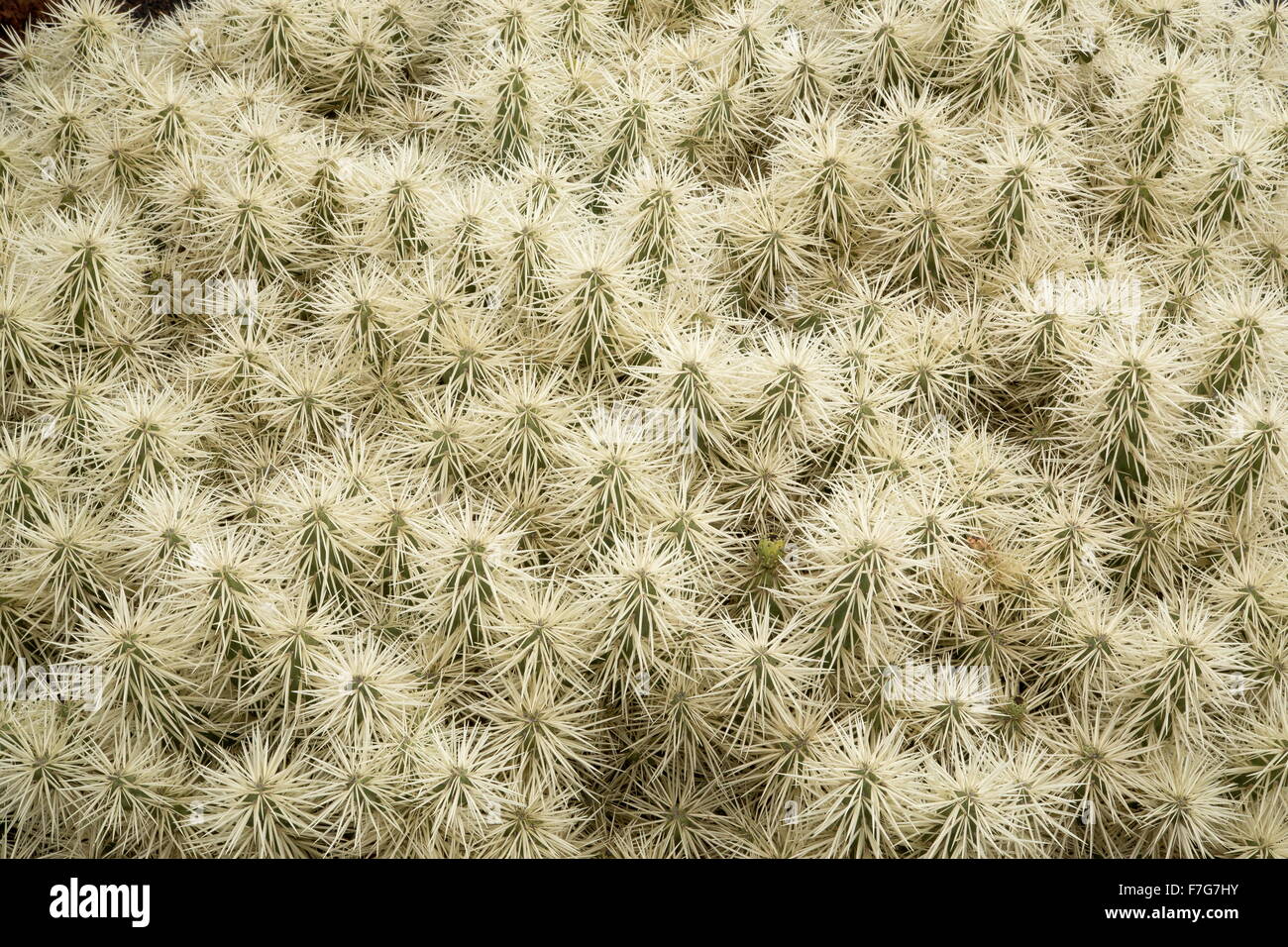 Thistle cholla, Cylindropuntia tunicata, región de México. Foto de stock