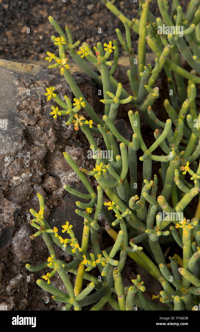Deshojado Spurge, Euphorbia aphylla, desde el centro de las islas canarias. Foto de stock