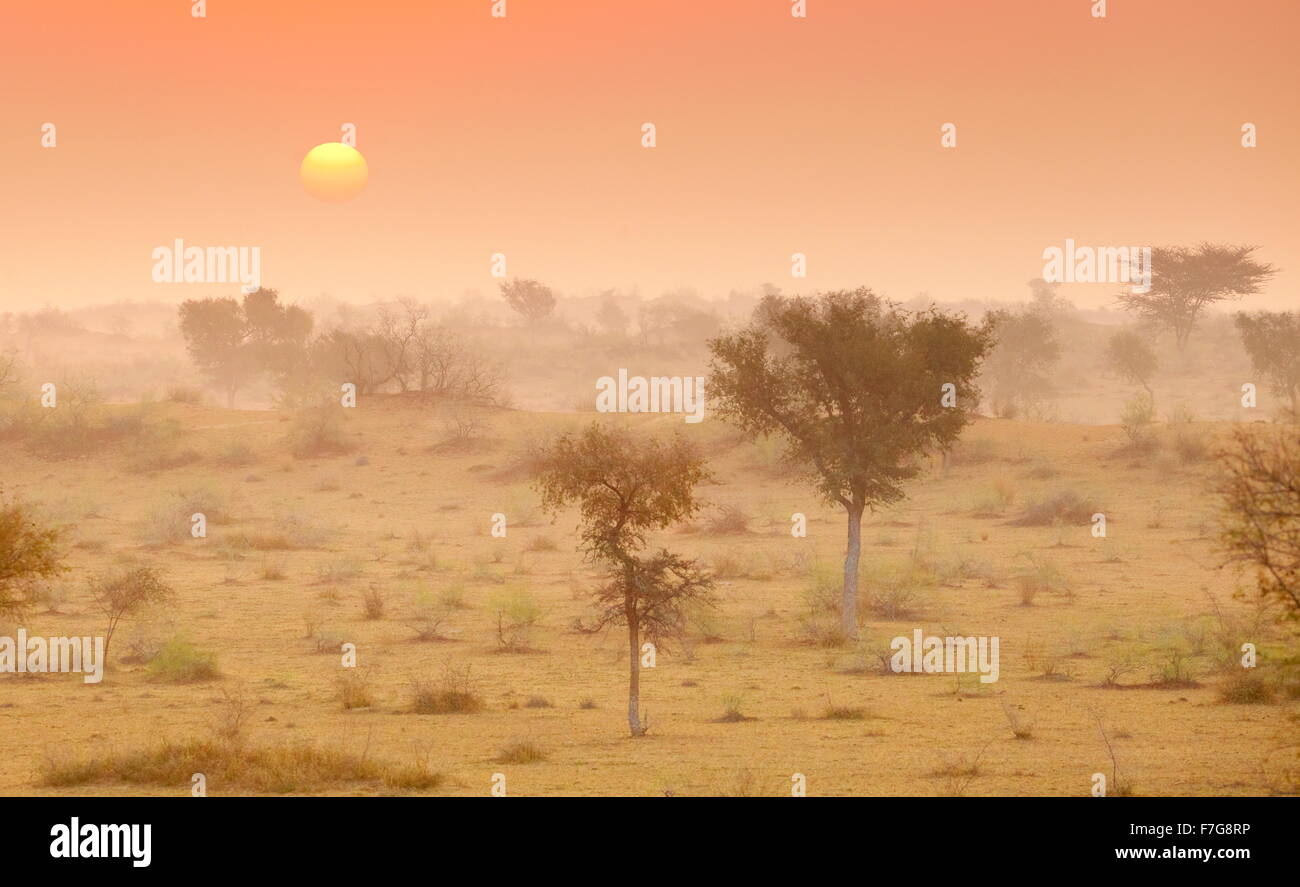 Amanecer en el desierto de Thar, cerca de Jaisalmer, Rajasthan, India Foto de stock