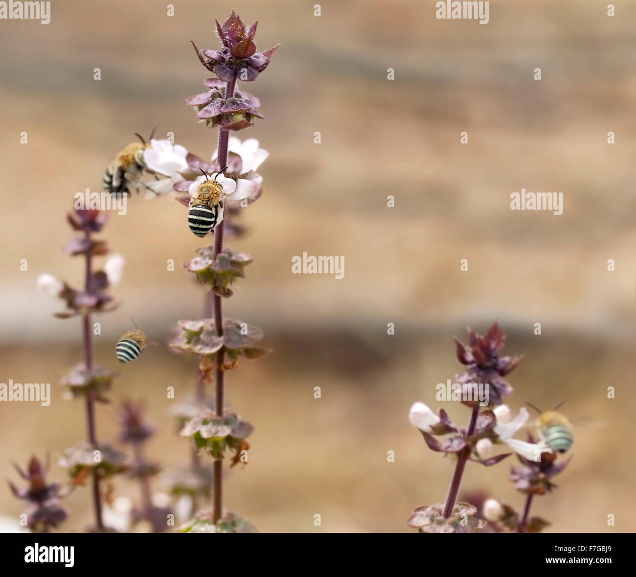 La naturaleza australiana en vivo con bandas azules abejas Amegilla recogiendo el néctar de las flores de la canela albahaca spike en huerta orgánica Foto de stock