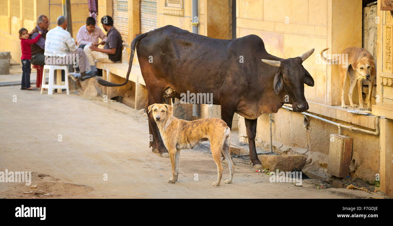 Escena callejera con vaca y dos perros y nativos en el fondo, Jaisalmer, Estado de Rajasthan, India Foto de stock