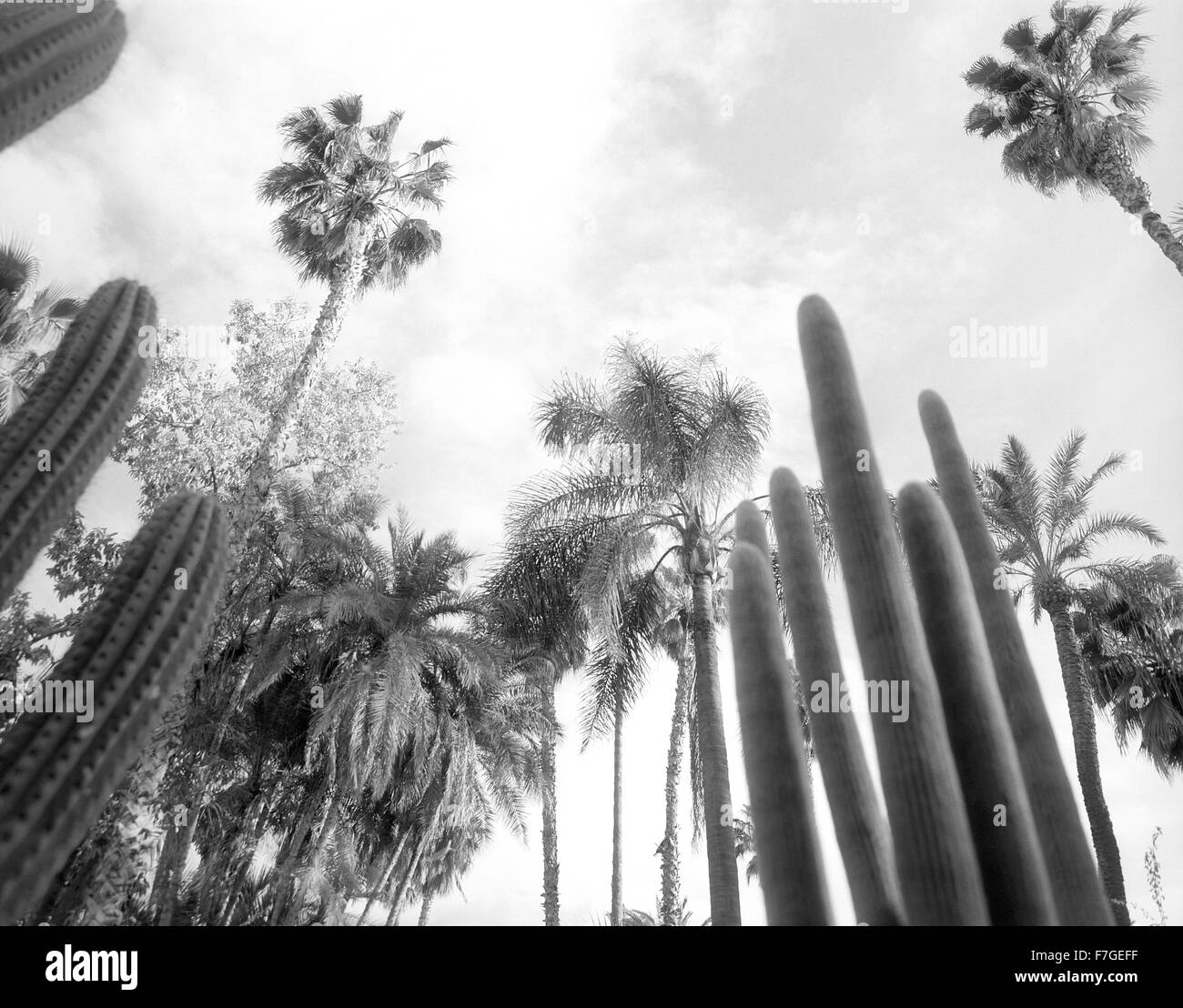 Cactus árboles llenar los jardines de jardines de Majorelle, en Marrakech. Foto de stock