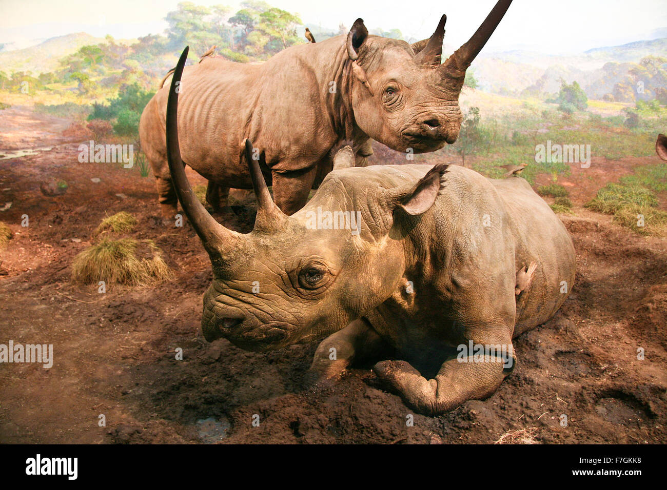 Una pareja de rinocerontes blancos acostado en un terreno fangoso. Diorama Foto de stock