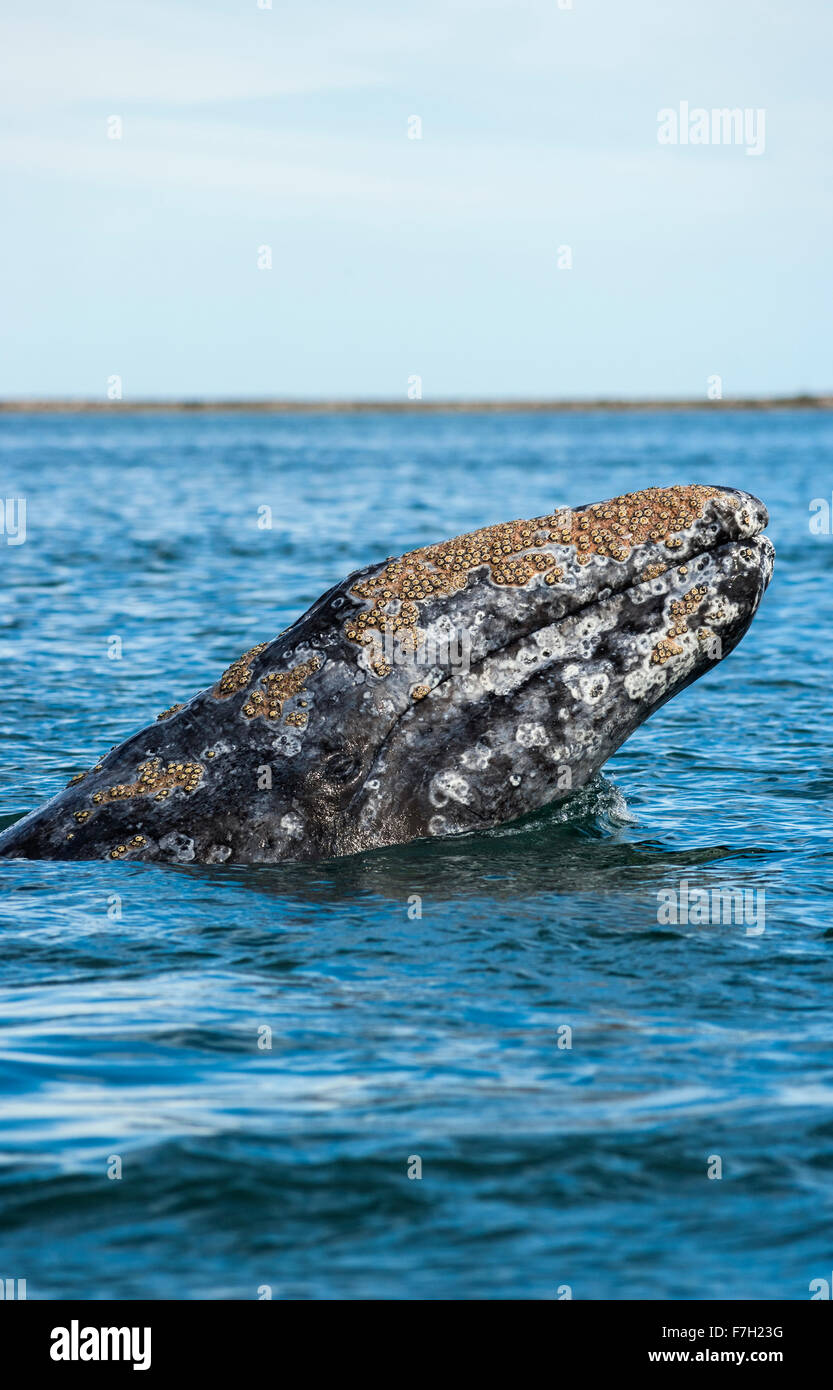 Pr0172-D. La ballena gris (Eschrichtius robustus) spyhopping. Nota Todos los percebes en la cabeza. Baja California Sur, México. © Brandon Cole Foto de stock