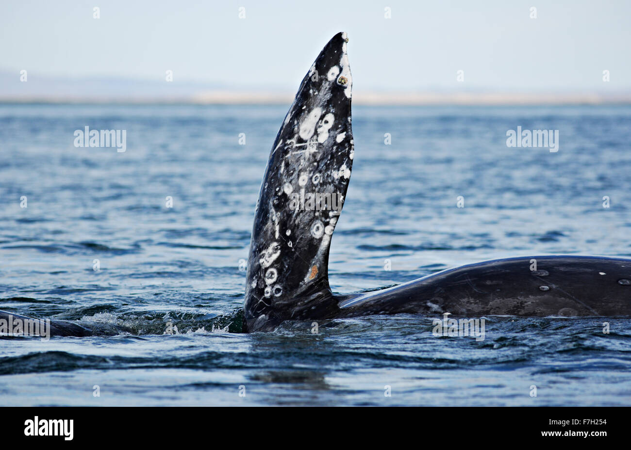 Pr0211-D. La ballena gris (Eschrichtius robustus) sobre su costado, con la aleta pectoral en posición vertical. Baja California Sur, México. Photo Copyright © Brandon Foto de stock