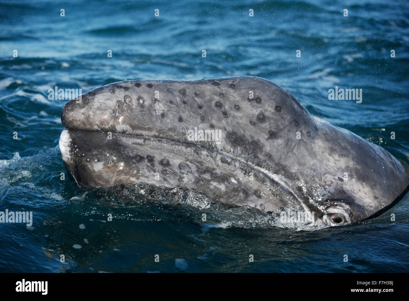 Pr5156-D. La ballena gris (Eschrichtius robustus) curiosidad de la pantorrilla. Baja California Sur, México. Photo Copyright © Brandon Cole. Todos los derechos reservados Foto de stock