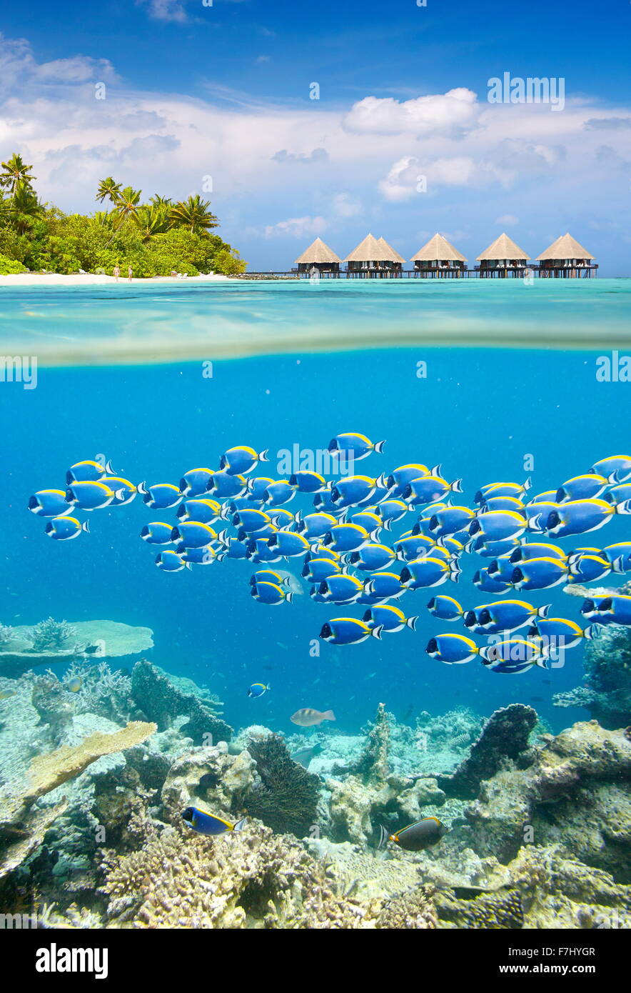 Maldivas - Isla tropical con vista submarina cardumen de peces Foto de stock
