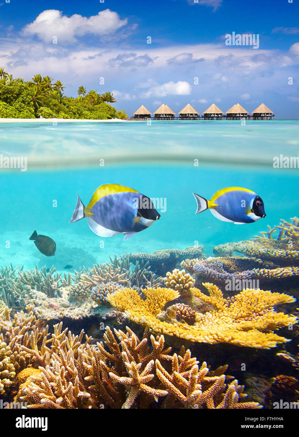 Islas Maldivas - vista submarina tropical con peces y coral Foto de stock