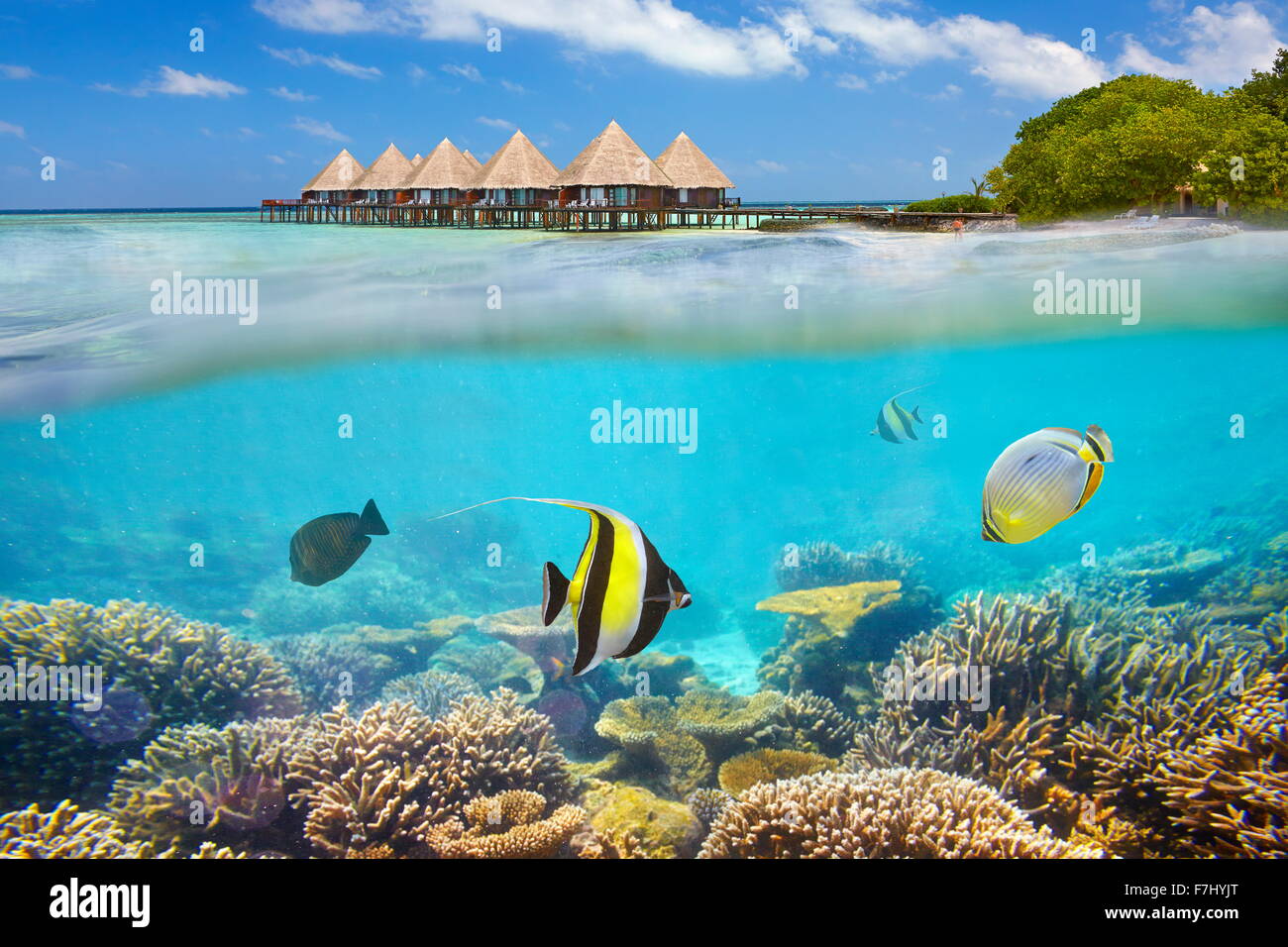 Las Maldivas - vista submarina con peces Foto de stock