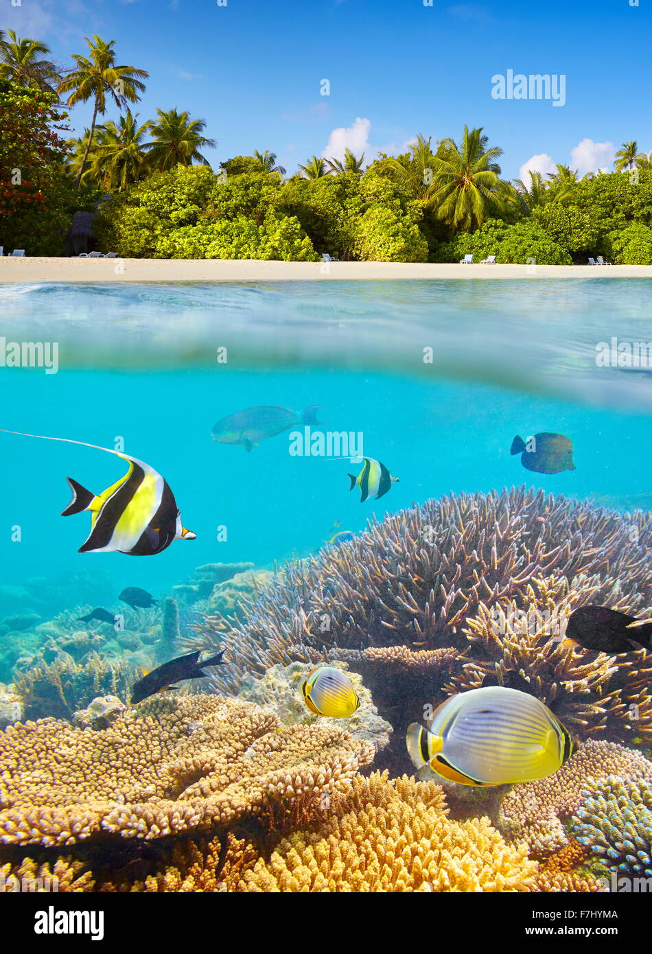 Islas Maldivas - vista submarina en peces tropicales y arrecifes Foto de stock