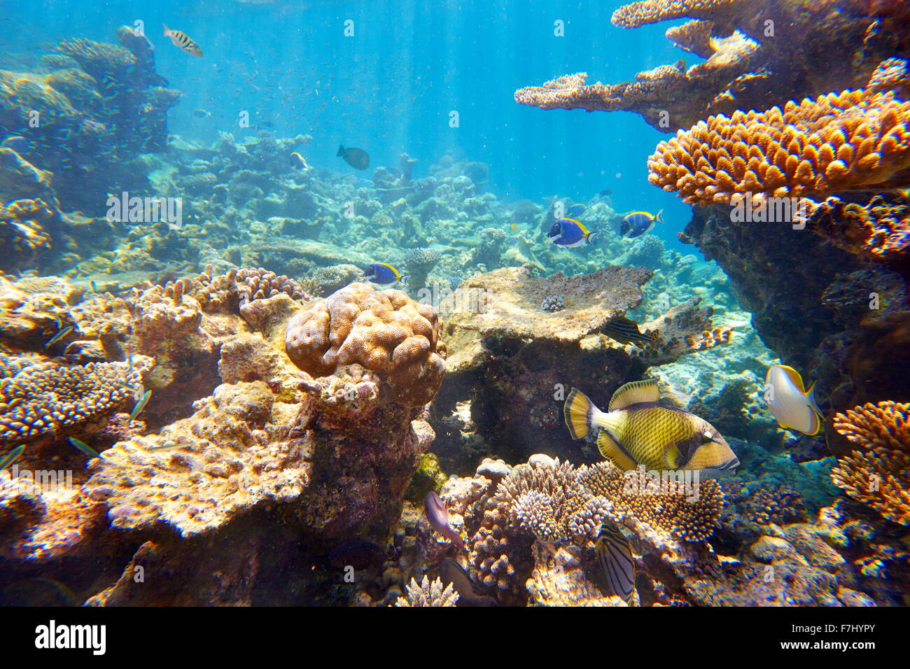 Vista submarina con el pescado, las Maldivas, Océano Índico Foto de stock
