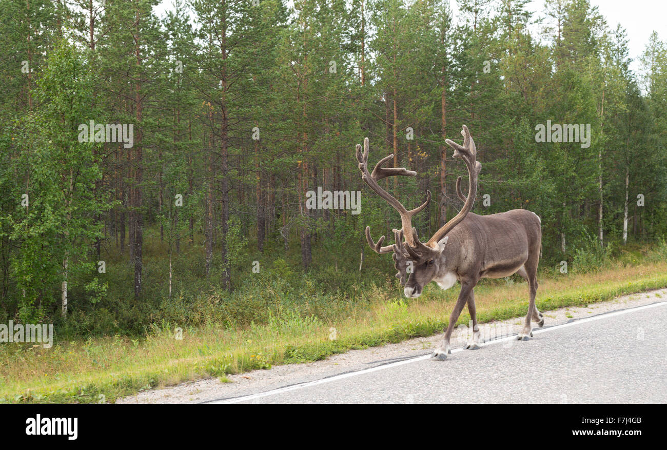 Adultos con cuernos de ciervo en el lado de la carretera en Finlandia en el fondo del bosque verde. Foto de stock