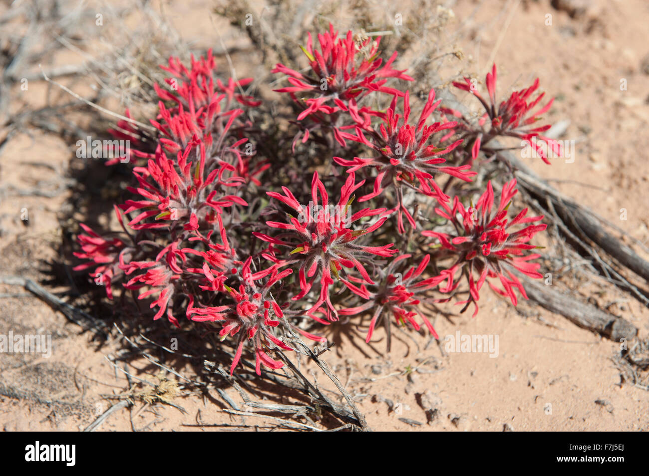 Climas indios Fotos e Imágenes de stock Alamy