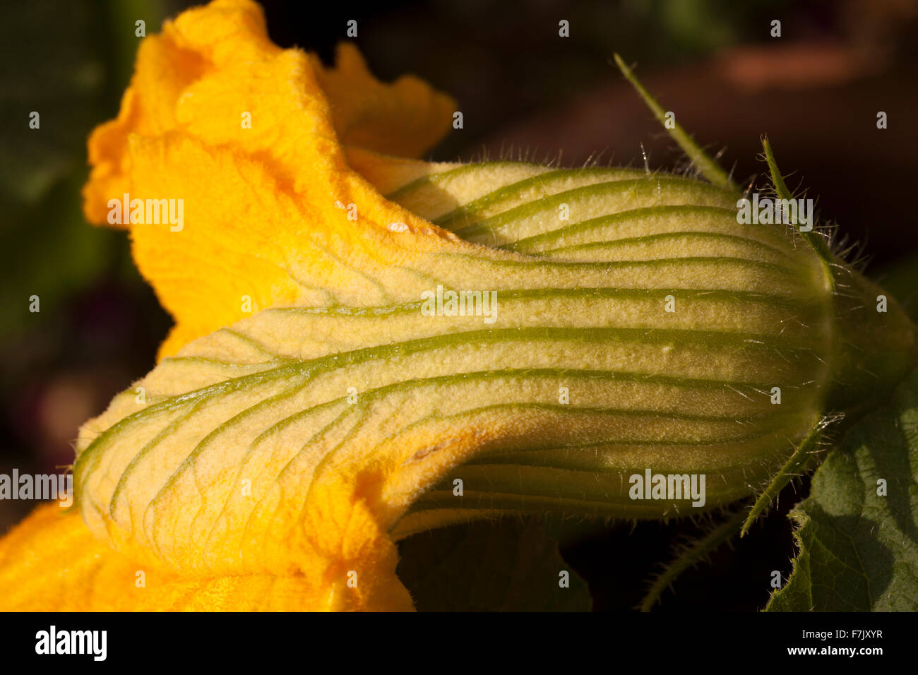 La calabaza de invierno (Cucurbita maxima) flores comestibles, mostrando pétalos veteado en tonos crema, verde brillante y amarillo brillante Foto de stock