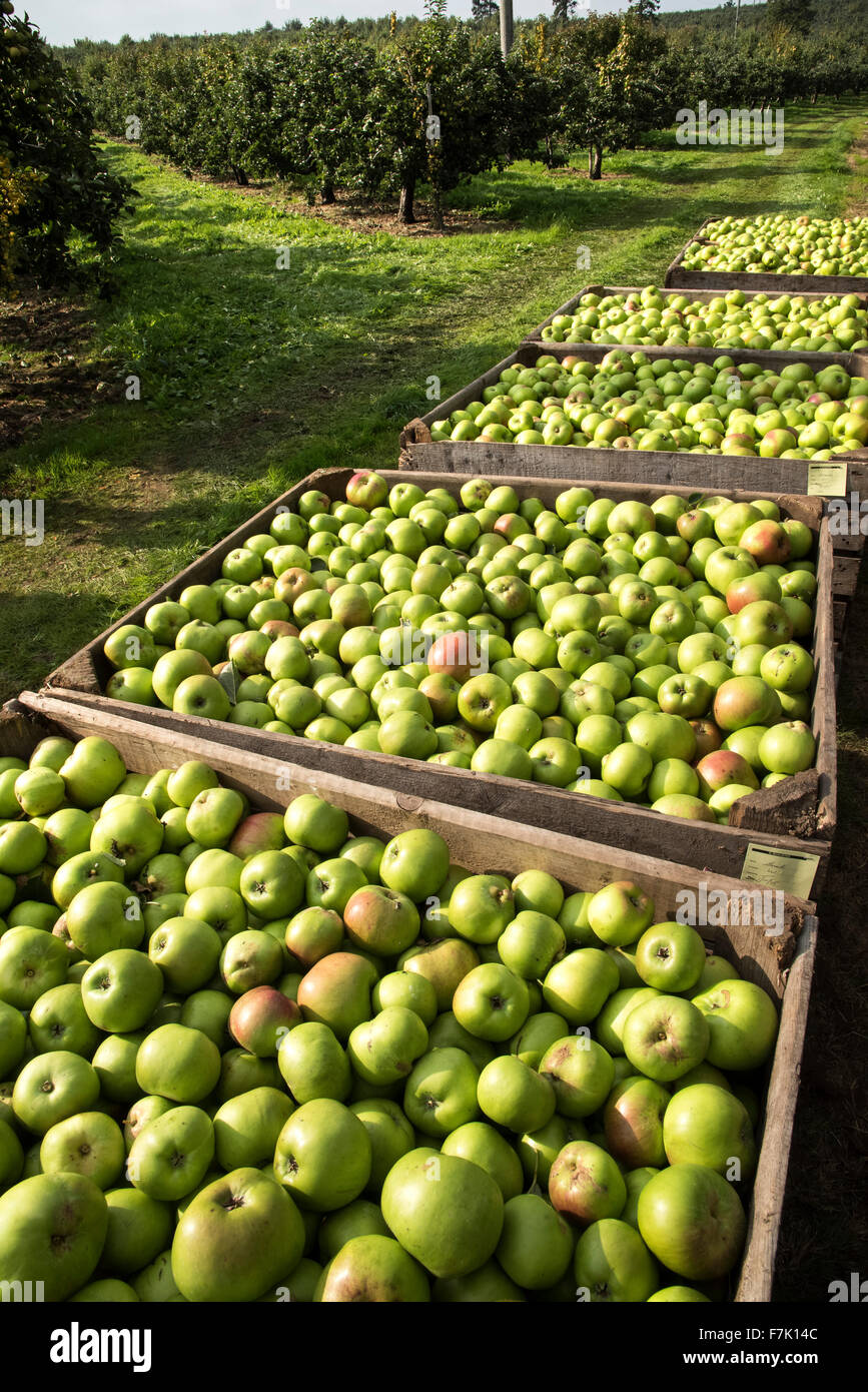 Cultivo de manzana, Co. de Armagh, Irlanda del Norte Foto de stock