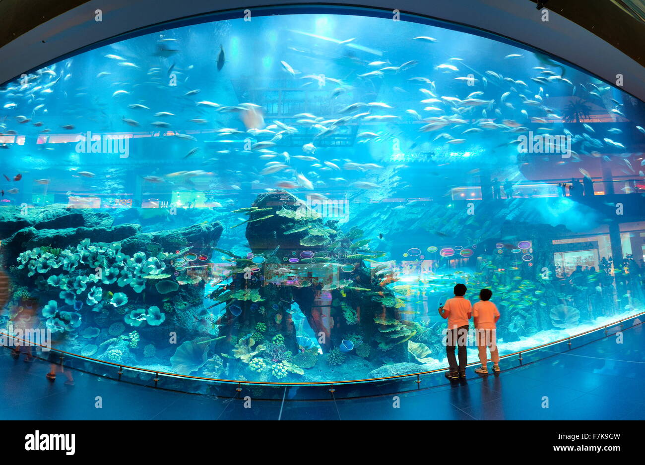 El acuario Dubai Mall, Dubai, Emiratos Árabes Unidos, Oriente Medio Foto de stock