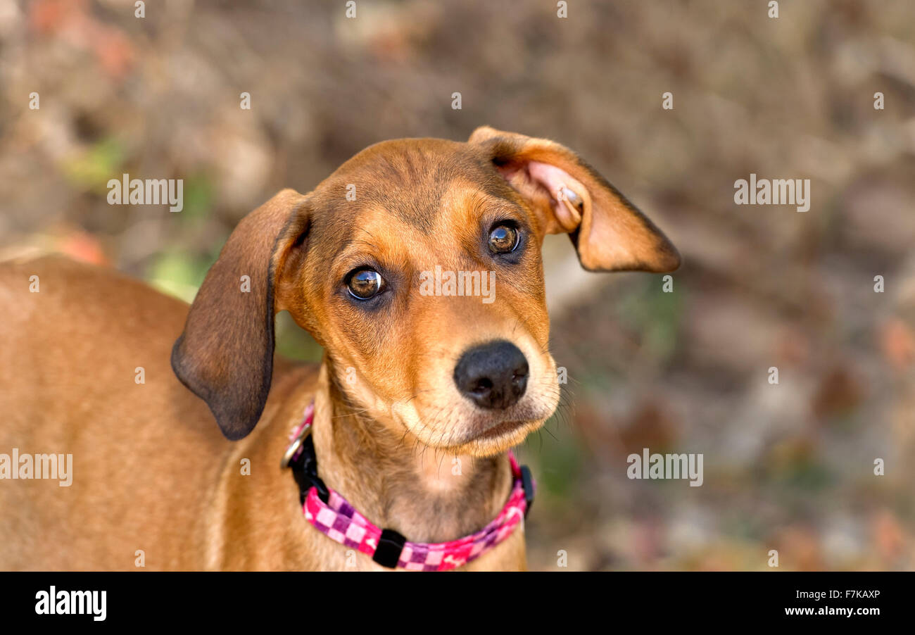 Lindo perro cara es un adorable cachorro marrón con grandes ojos marrones y lindo orejas mirando a la derecha con asombro y curiosidades Foto de stock
