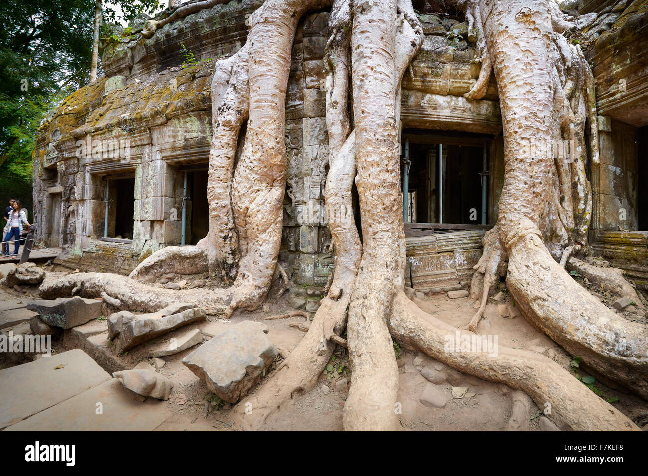 árbol raíces raíz templo de camboya fotografías e imágenes de alta  resolución - Alamy
