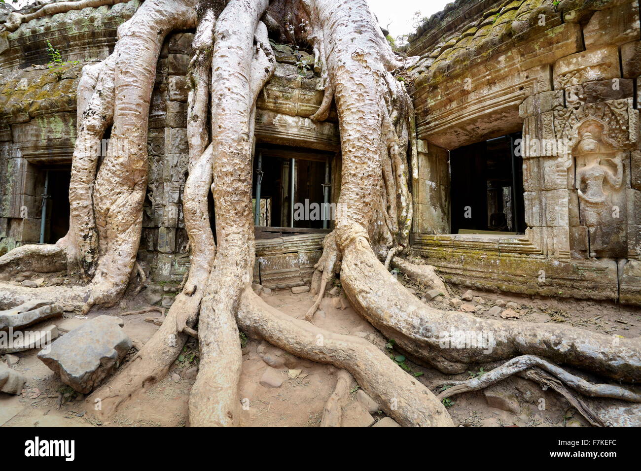 Las raíces de un árbol gigante sobrecrecimiento fragmentos del Templo Ta Prohm, Angkor, en Camboya, Asia Foto de stock