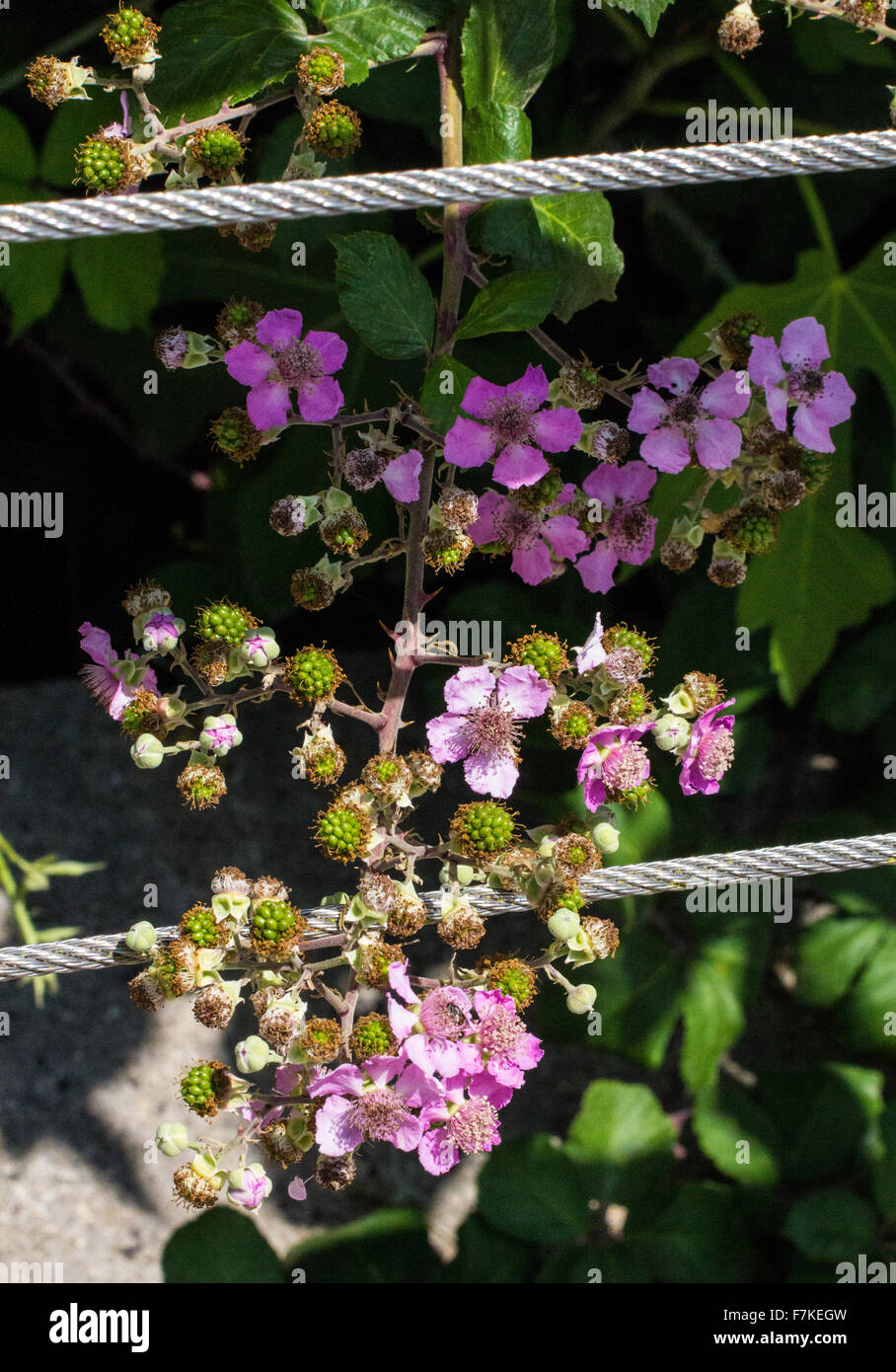 Árboles frutales zarzas en rápido crecimiento en S'Albufera Foto de stock