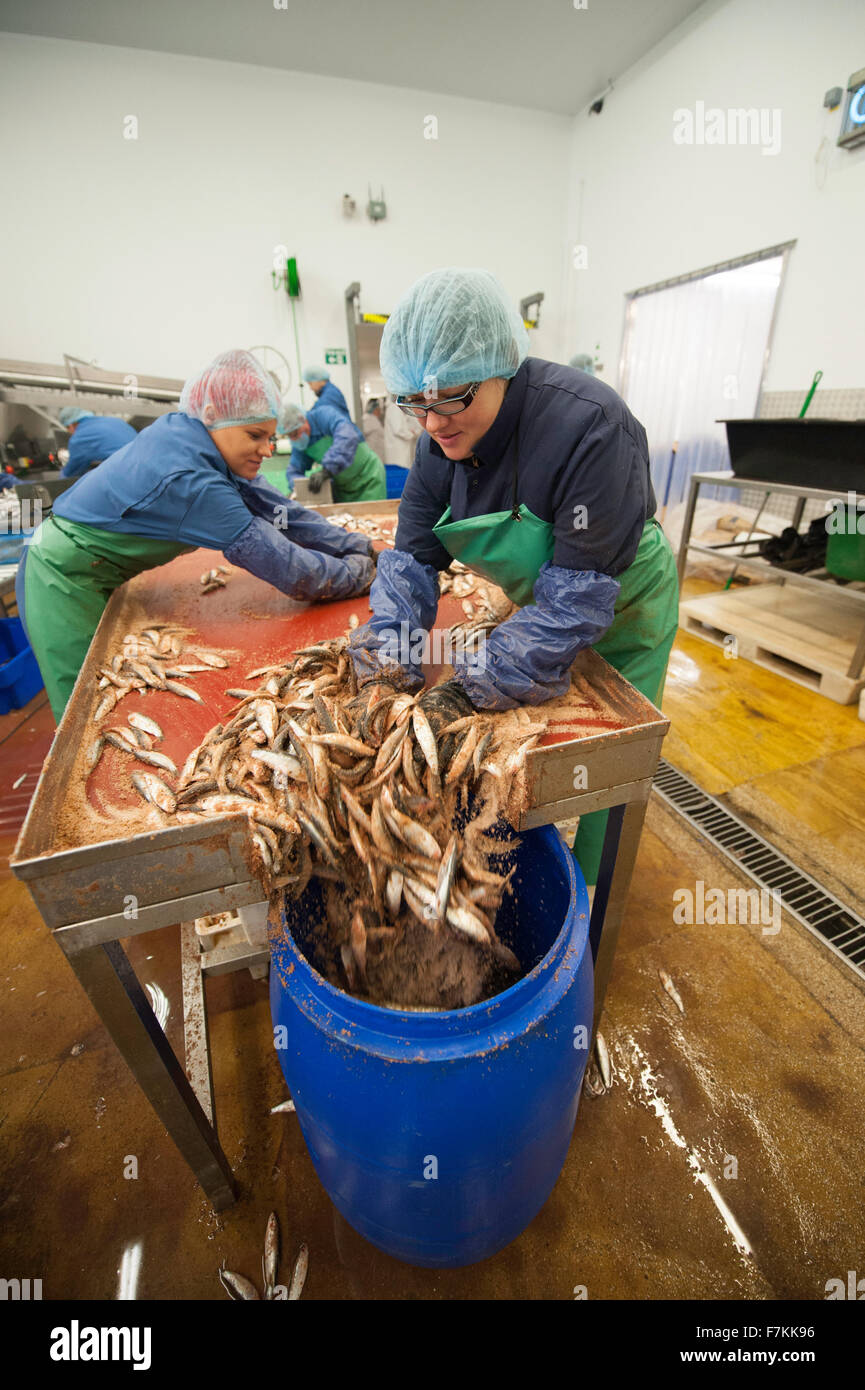 Los trabajadores extranjeros en una fábrica de pescado en el REINO UNIDO Foto de stock