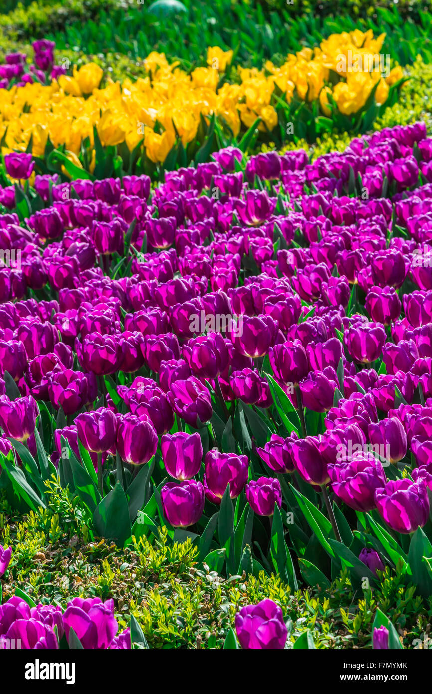 Morado y amarillo tulipán (Tulipa Lilioideae) Foto de stock