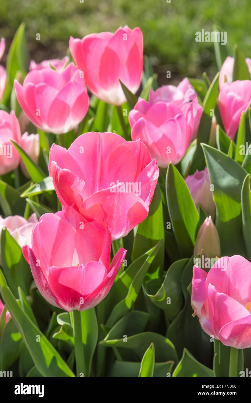 Rosa Tulipanes (Tulipa Lilioideae) Foto de stock
