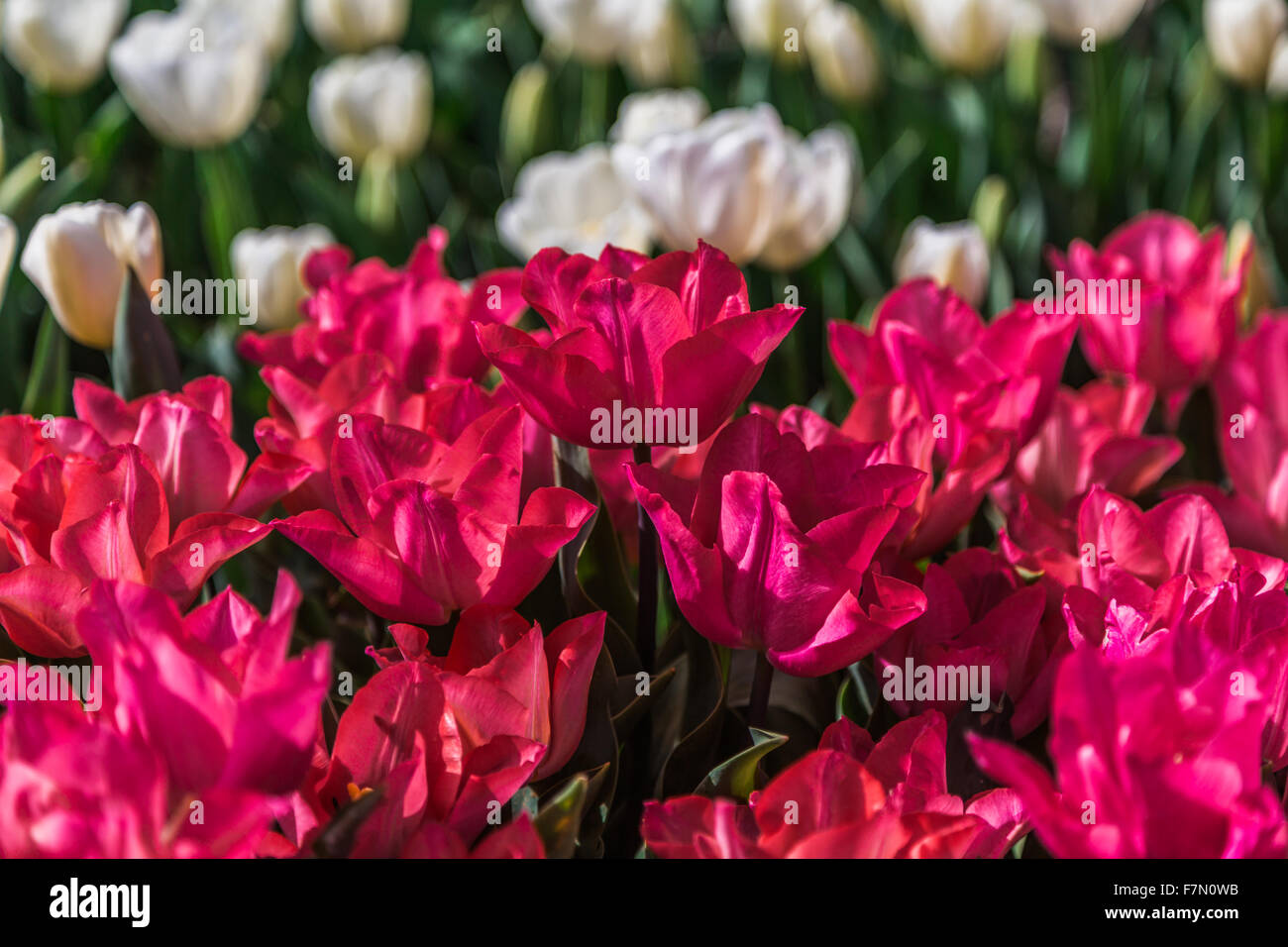 Rosa flores de tulipán (Tulipa Lilioideae) Foto de stock