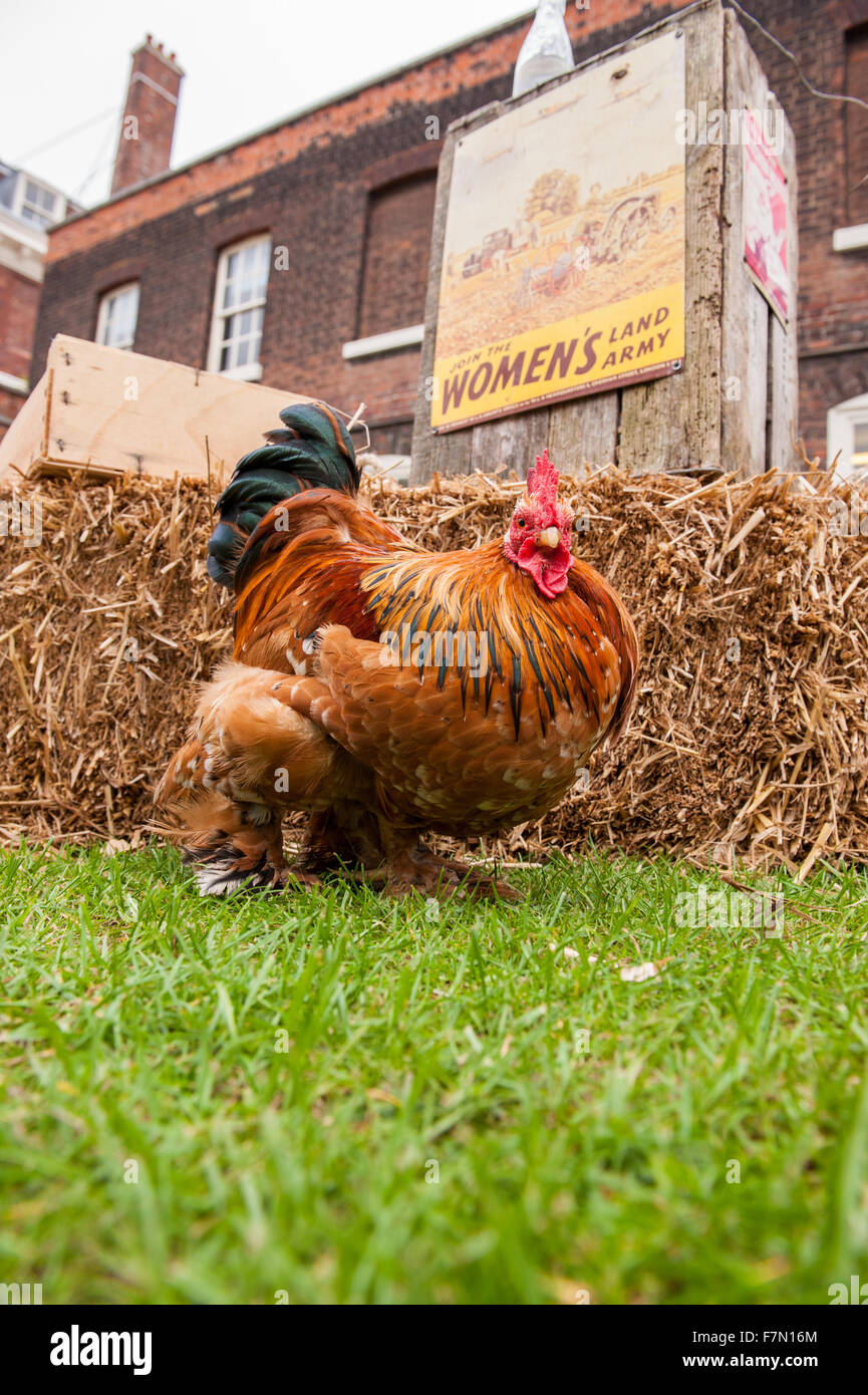 Free Running pollo con land girls poster en segundo plano. Foto de stock