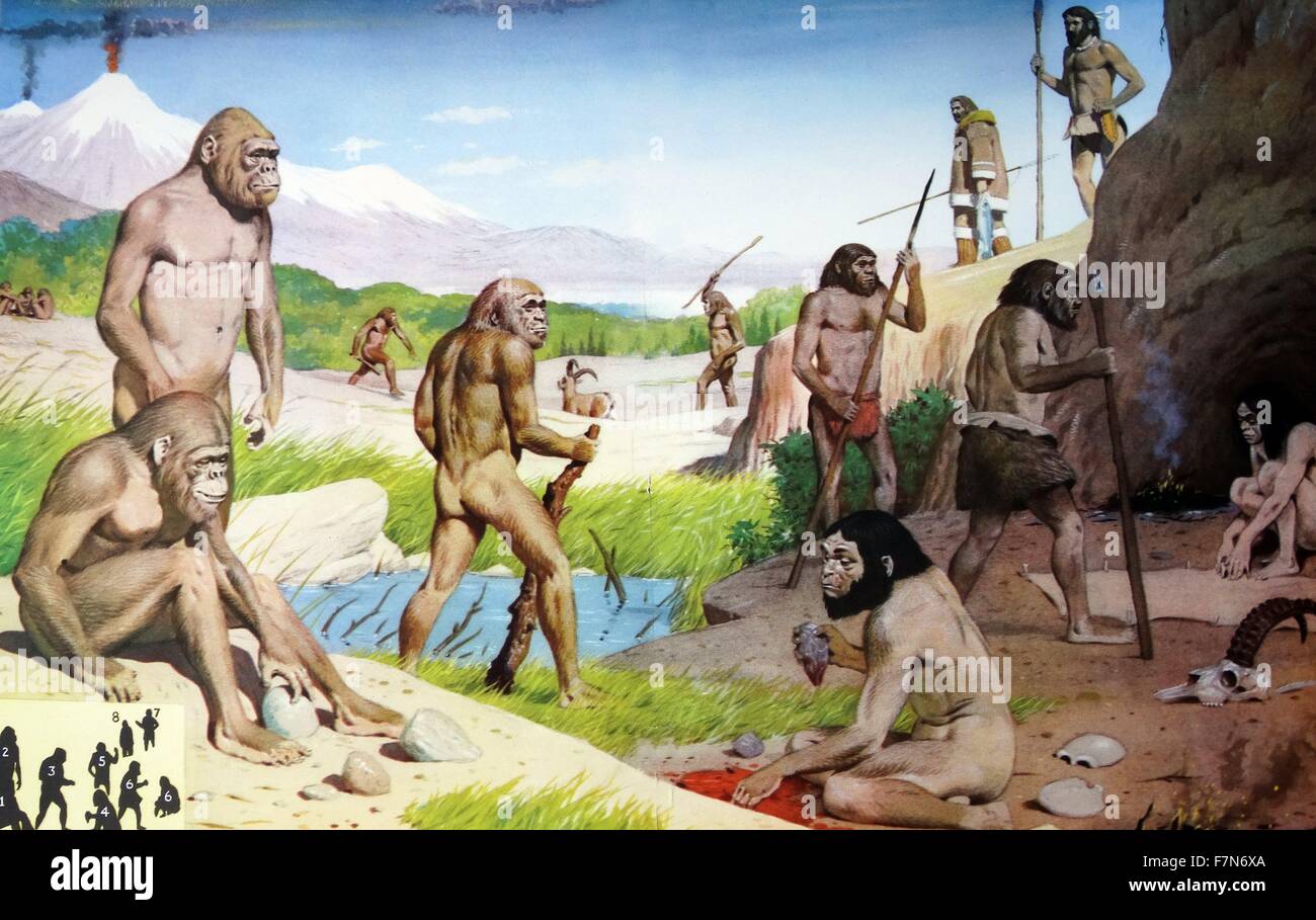 Evolución de los seres humanos tal como se concibió en 1950: 1: Hombre Makapan; 2: hombre Swartkans; 3: El Hombre de Heidelberg; 4:Peking Man; 5: Hombre de Java; 6:El hombre de Neandertal; 7: Homo erectus; 8: el hombre moderno Foto de stock