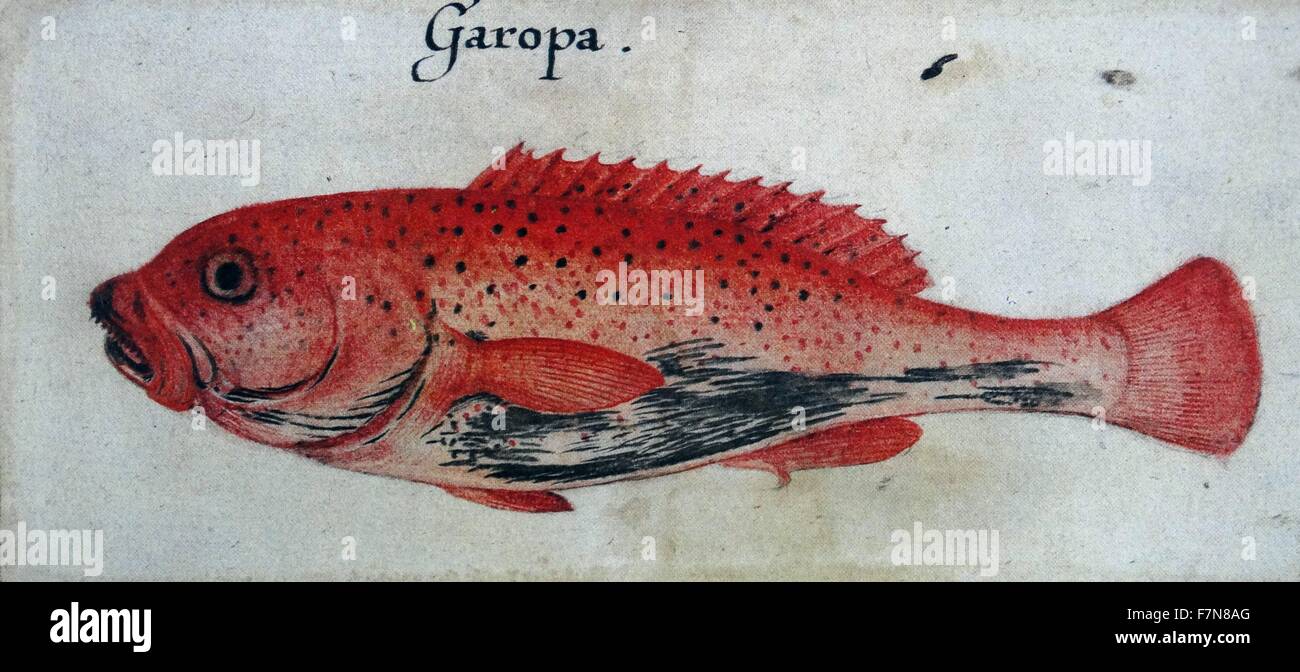 Peces Garopa creado por John White (1585-1586). Foto de stock