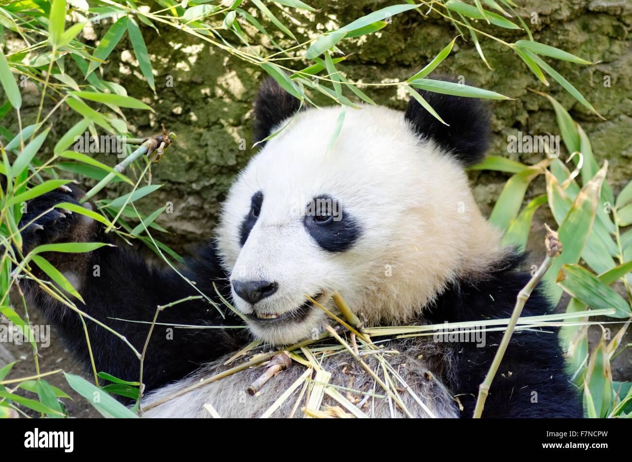 Un Lindo Bebe Perezoso Gigante Adorable Oso Panda Comiendo Bambu El Ailuropoda Melanoleuca Se Distingue Por Las Grandes Manchas Negras Arou Fotografia De Stock Alamy