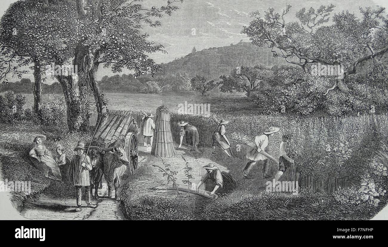 El cultivo del cáñamo. La cosecha. 1853 Foto de stock