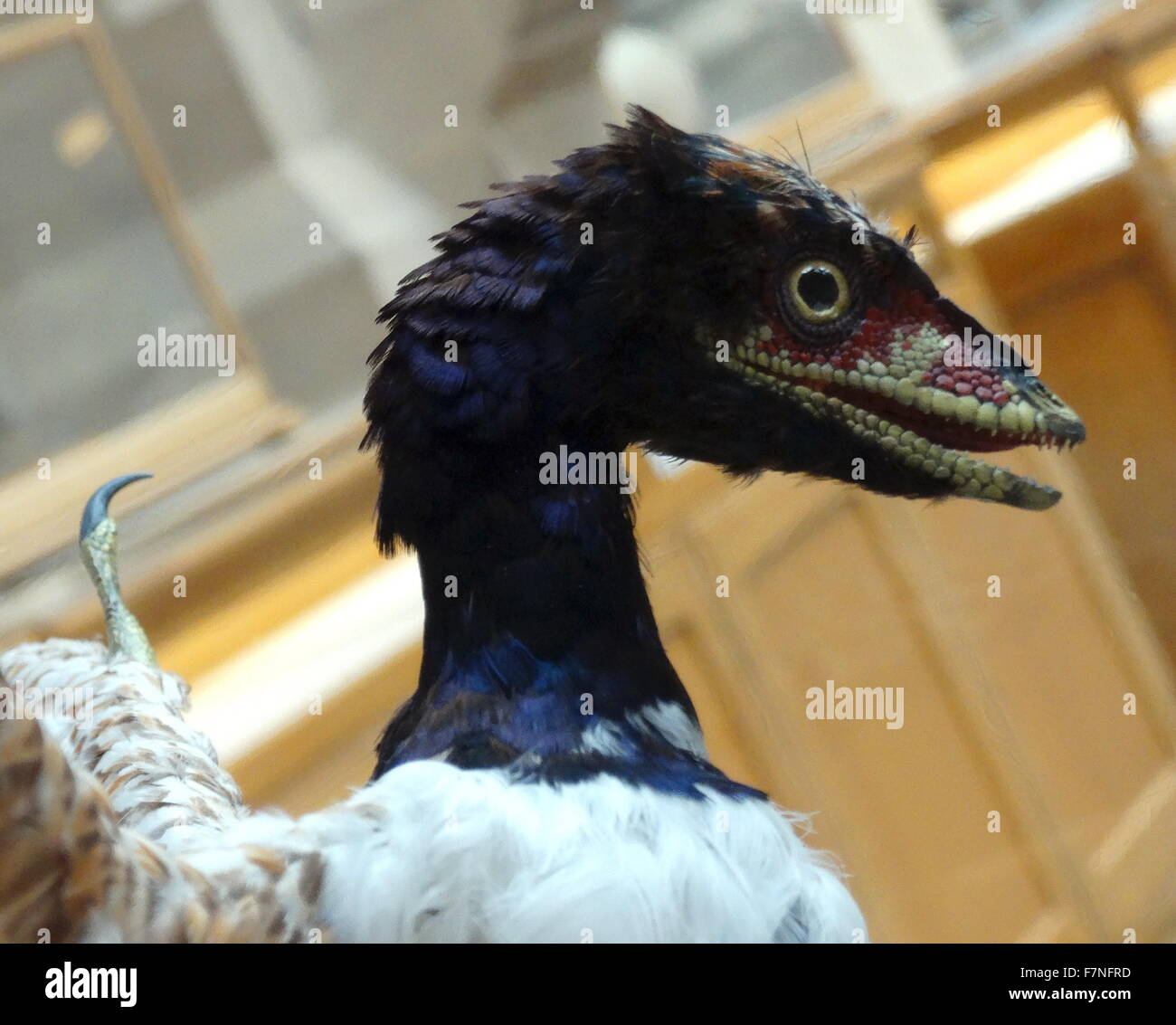 Dinosaurios no avianos fotografías e imágenes de alta resolución - Alamy