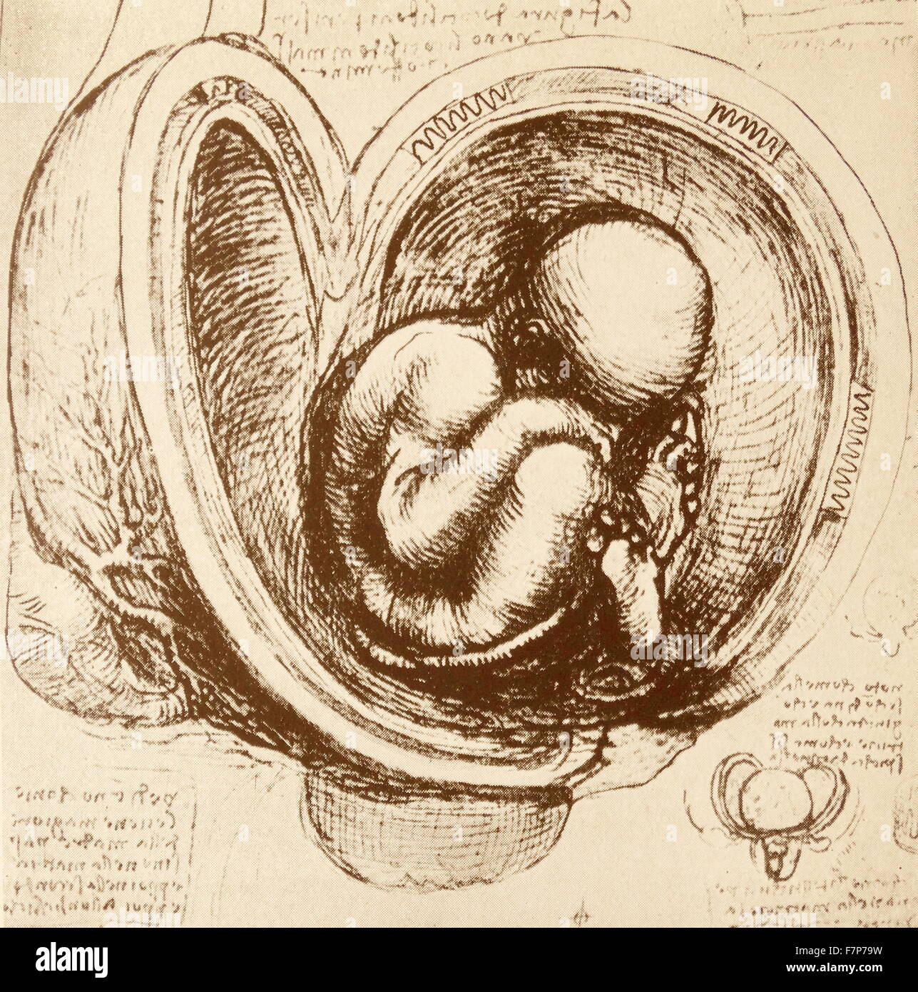 Dibujo anatómico por Leonardo de Vinci. Foto de stock