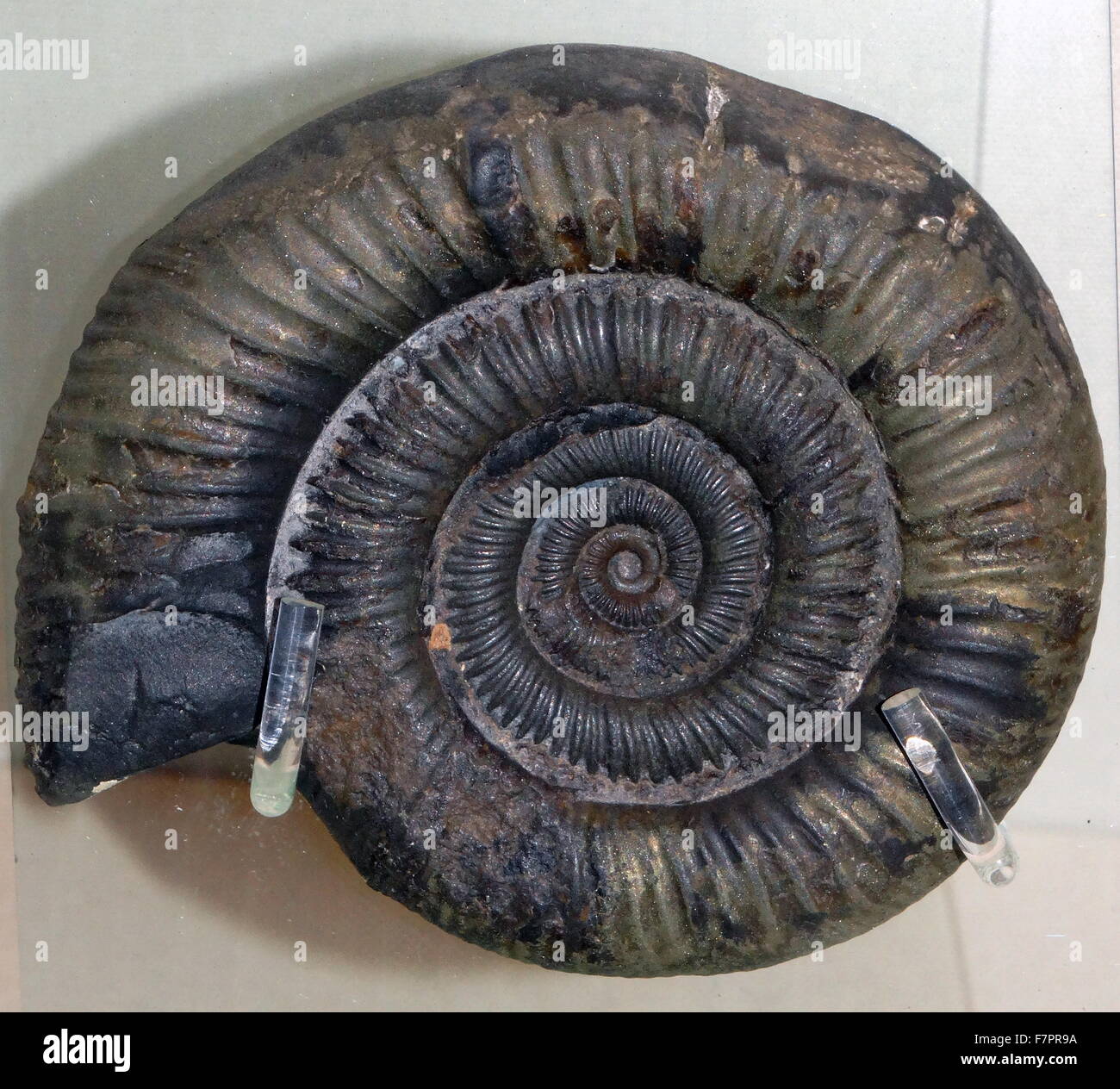 Amonita fósil de un extinto animal marino. Foto de stock