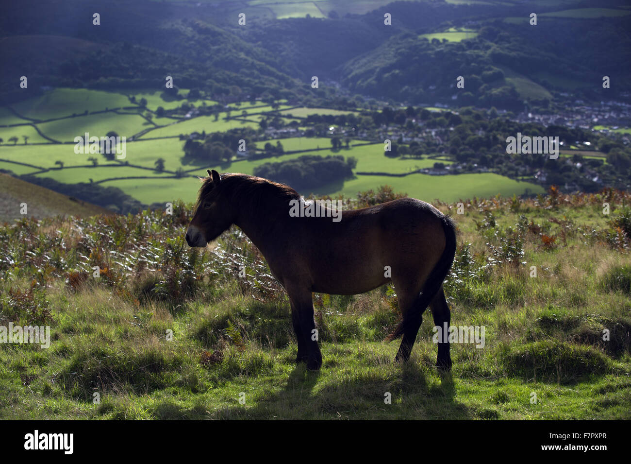 Exmoor pony cerca del faro en el Selworthy Holnicote Estate, Exmoor National Park, Somerset. Foto de stock