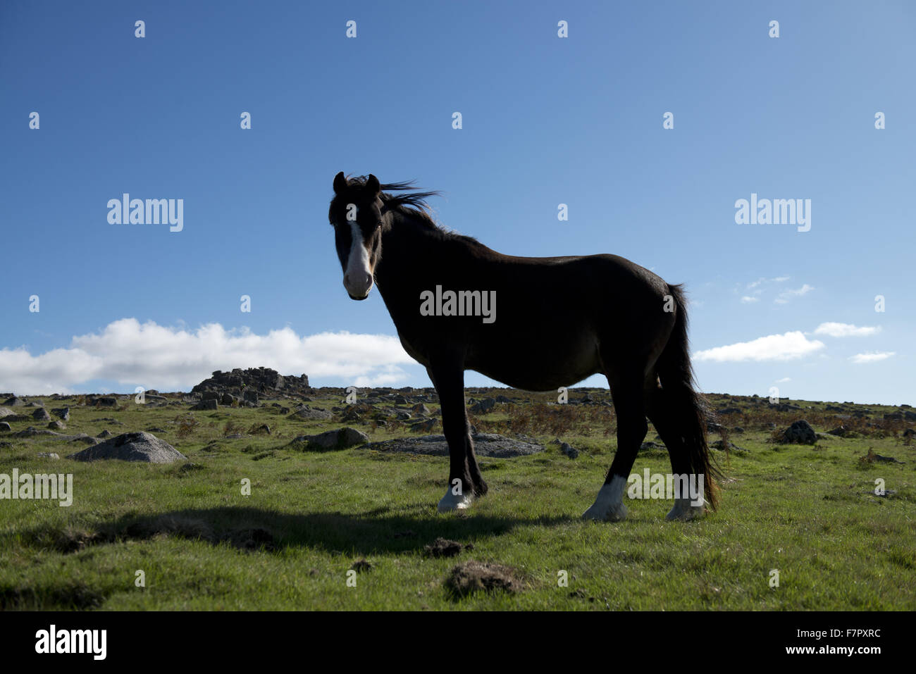 Dartmoor pony en Warren, Superior Plym Trowlesworthy Valley, el parque nacional de Dartmoor, Devon. Foto de stock