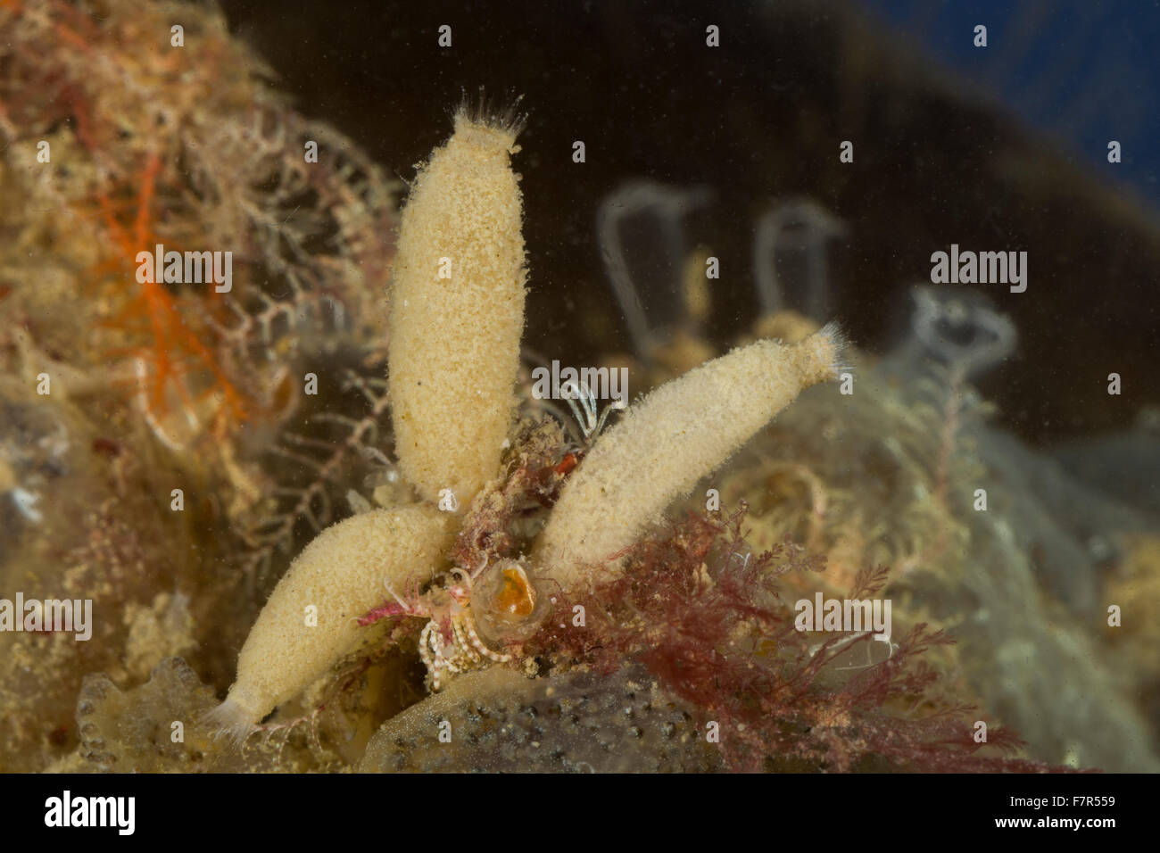 Sycon sponge fotografías e imágenes de alta resolución Alamy