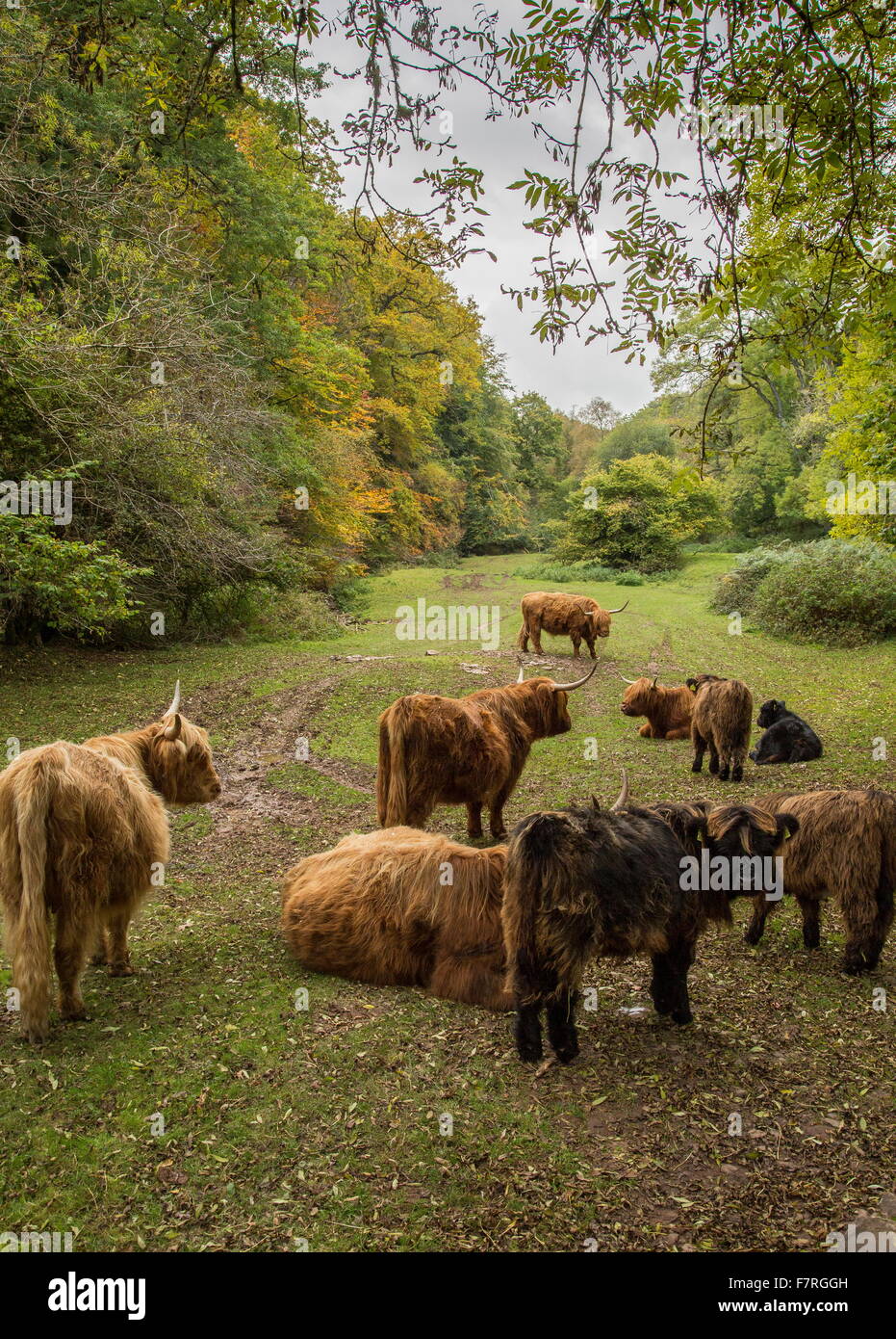 Manada de Highland ganado en otoño, East Valley de agua Cloutsham, Exmoor Foto de stock