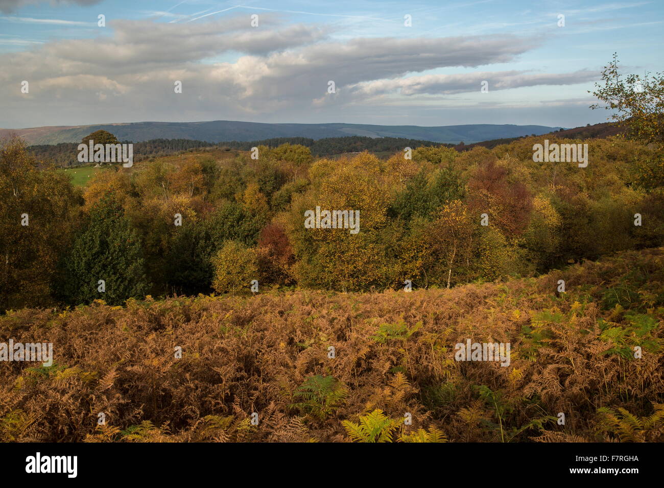 Mixed moorland hábitats, con helecho en la ladera norte de Dunkery Beacon, Exmoor. Somerset. Foto de stock