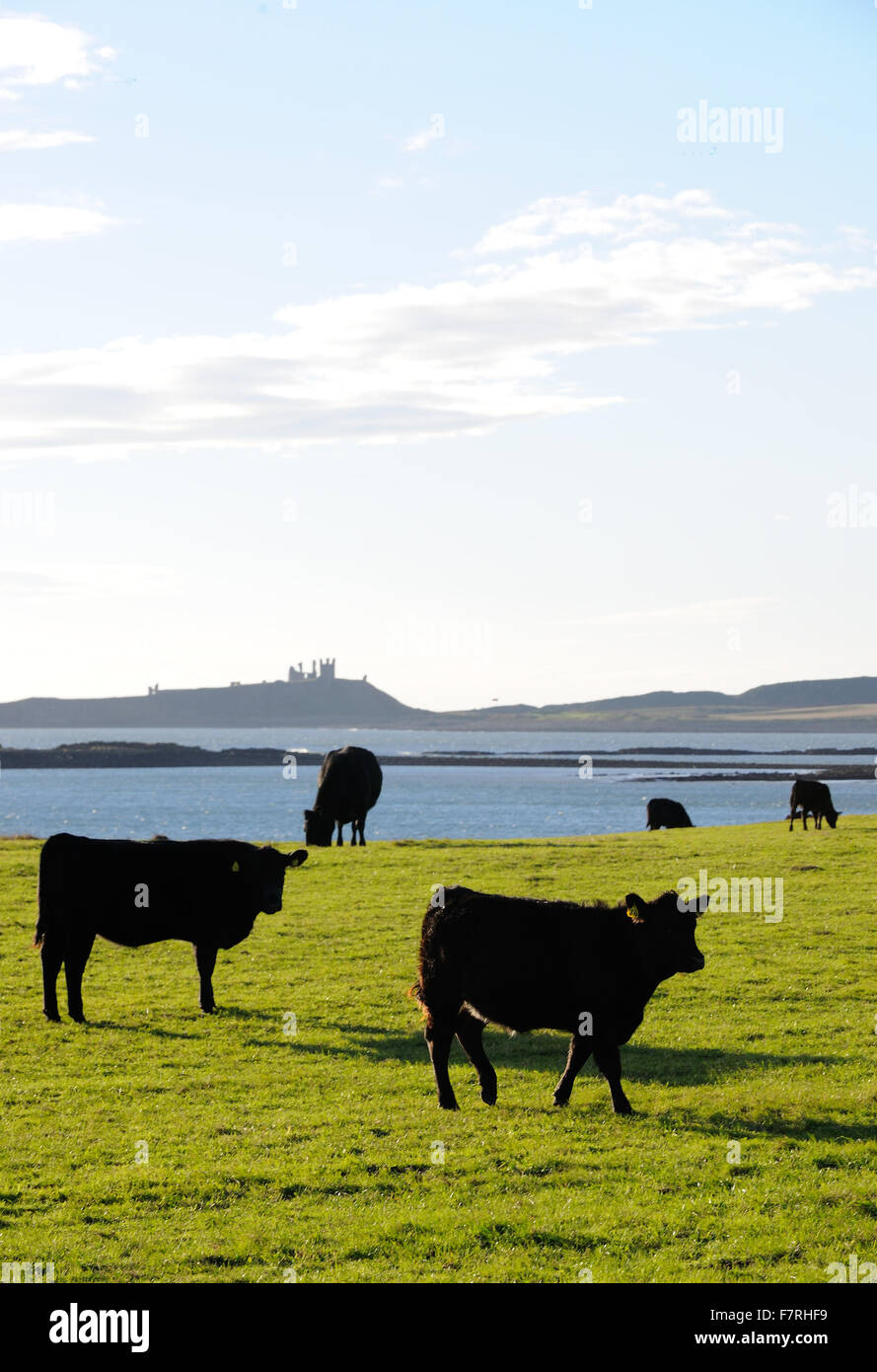 La costa de Northumberland, Northumberland. Estiramiento de Lindisfarne a Druridge Bay, este litoral posee hermosas aldeas de pescadores y playas desiertas. Foto de stock