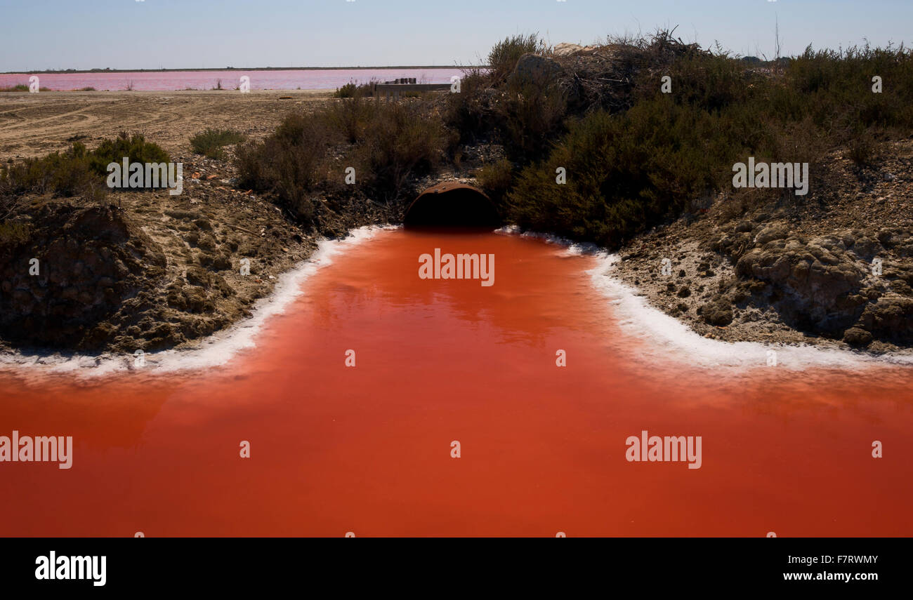 Rojo de Camarga agua salada Foto de stock