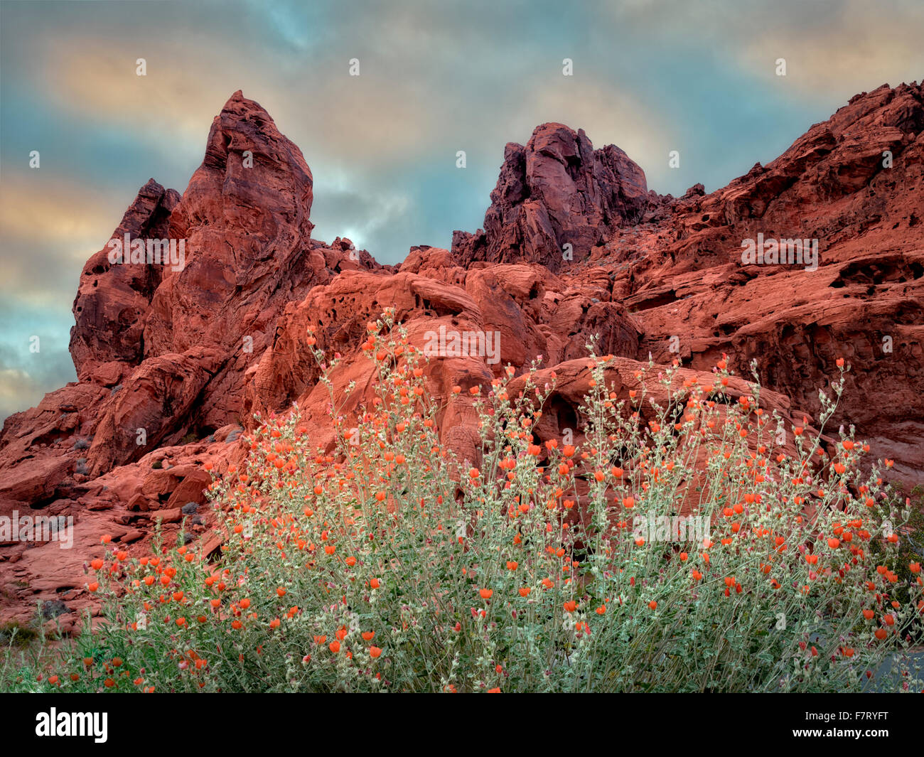 Mundo malva y formación de rocas en el Parque Estatal Valle del Fuego, Nevada Foto de stock